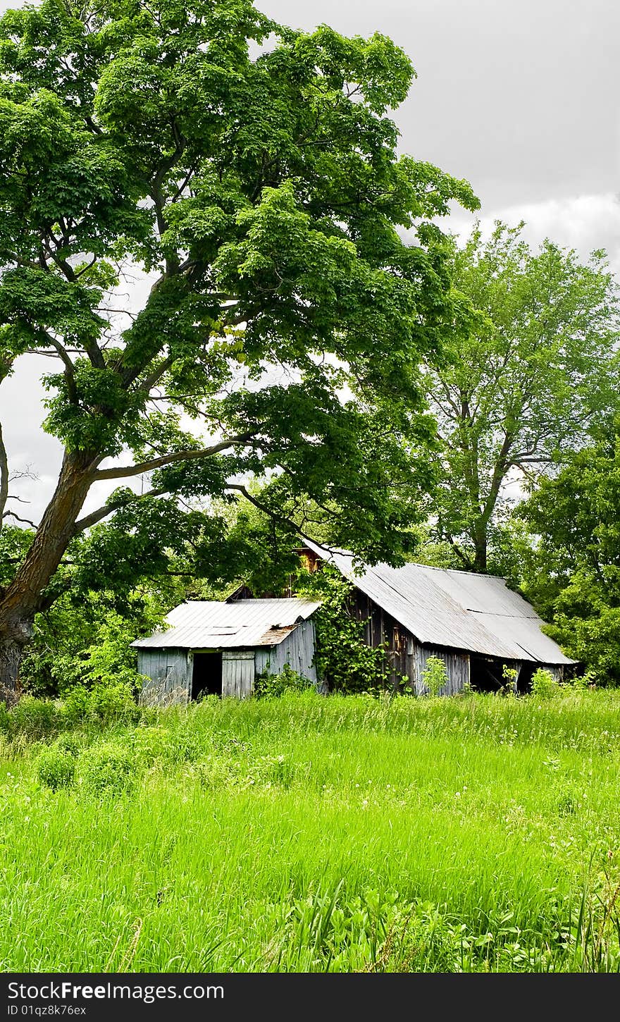 An old, abandoned, run-down barn sits in the neglected overgrowth of the Ottawa Valley. An old, abandoned, run-down barn sits in the neglected overgrowth of the Ottawa Valley.