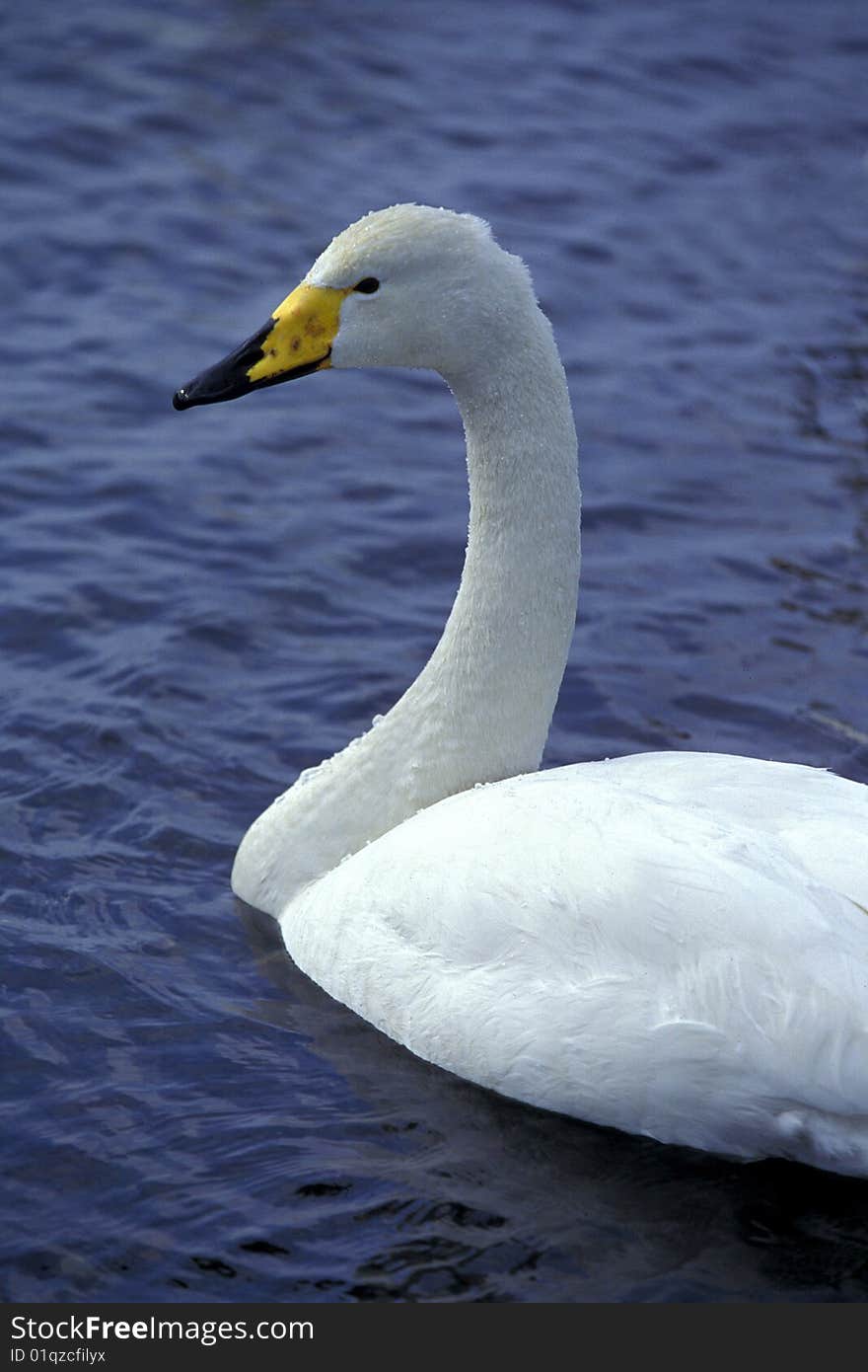 Swan swimming in water