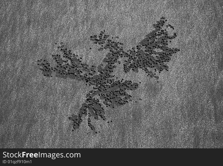 Patterns on sand made by sand crabs. Patterns on sand made by sand crabs