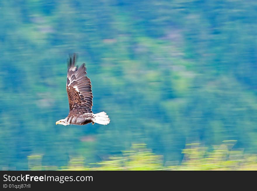 Bald eagle in flight