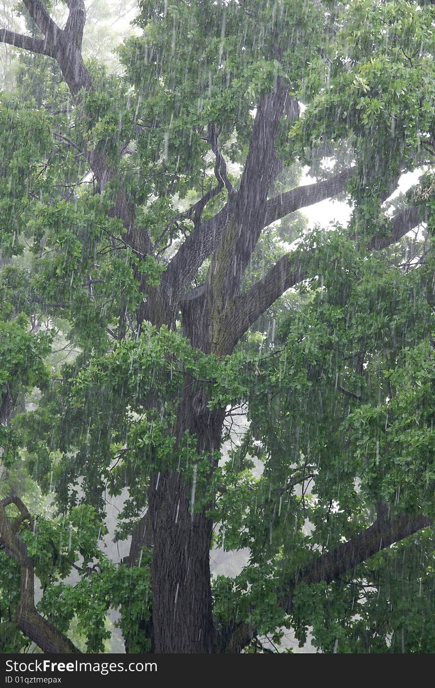 Torrential Rain