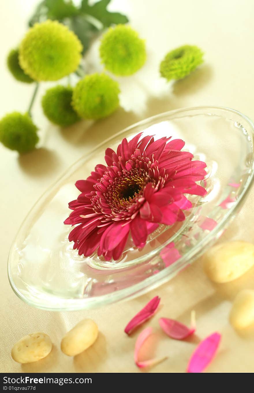 Gerber floating in bowl and stones. spa background