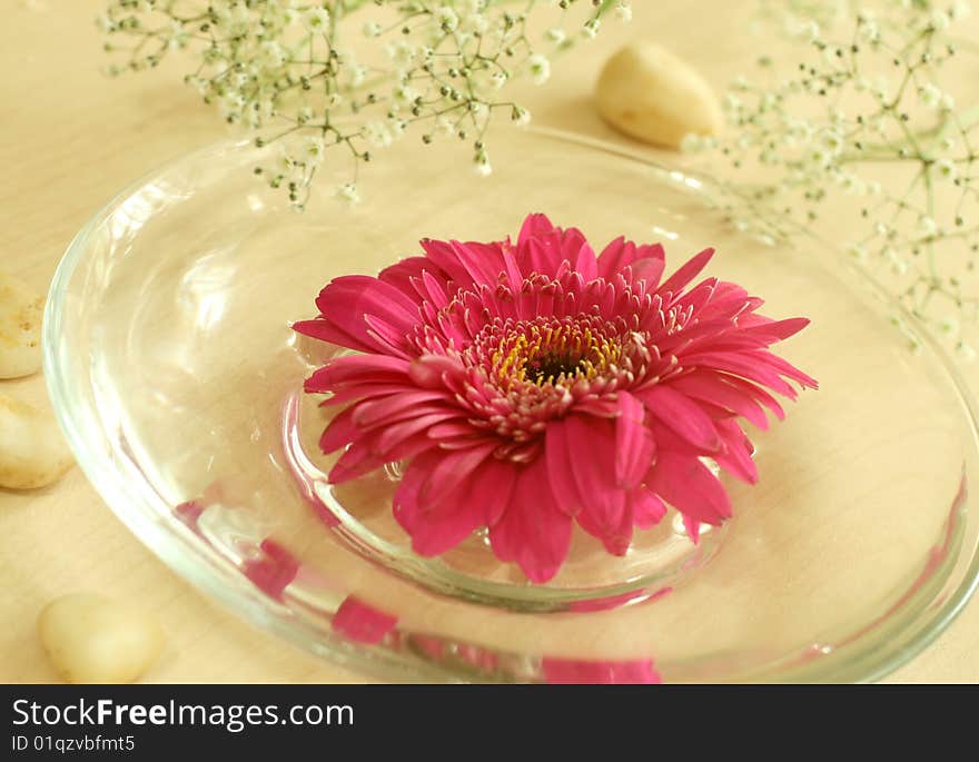 Gerber floating in bowl. spa background