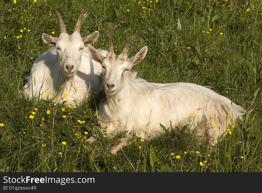 Two goats on the field.