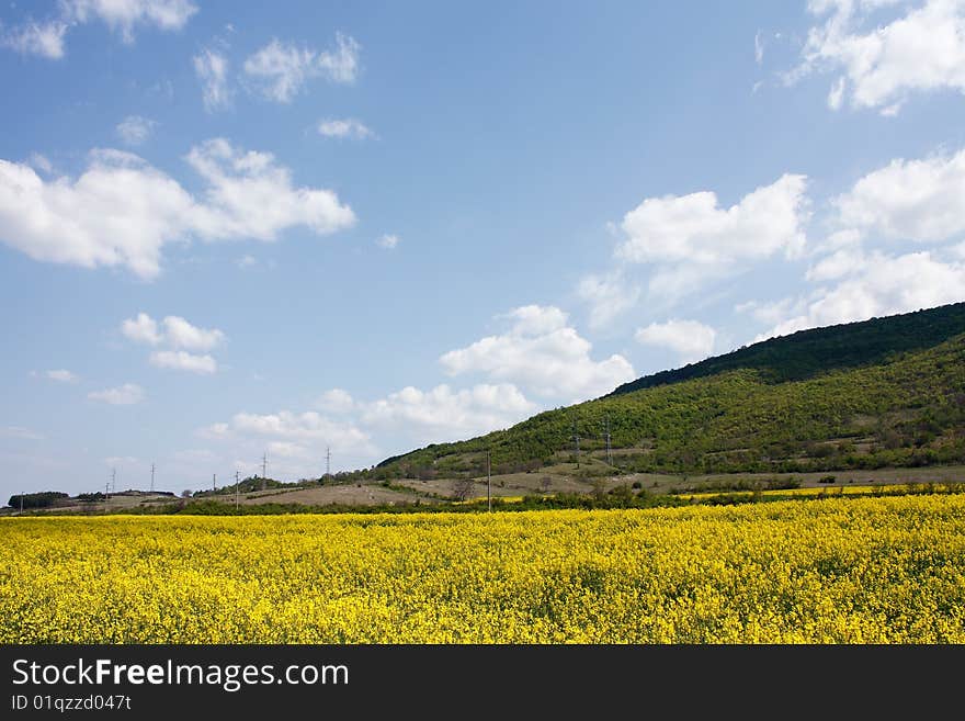 RAPE  FIELD