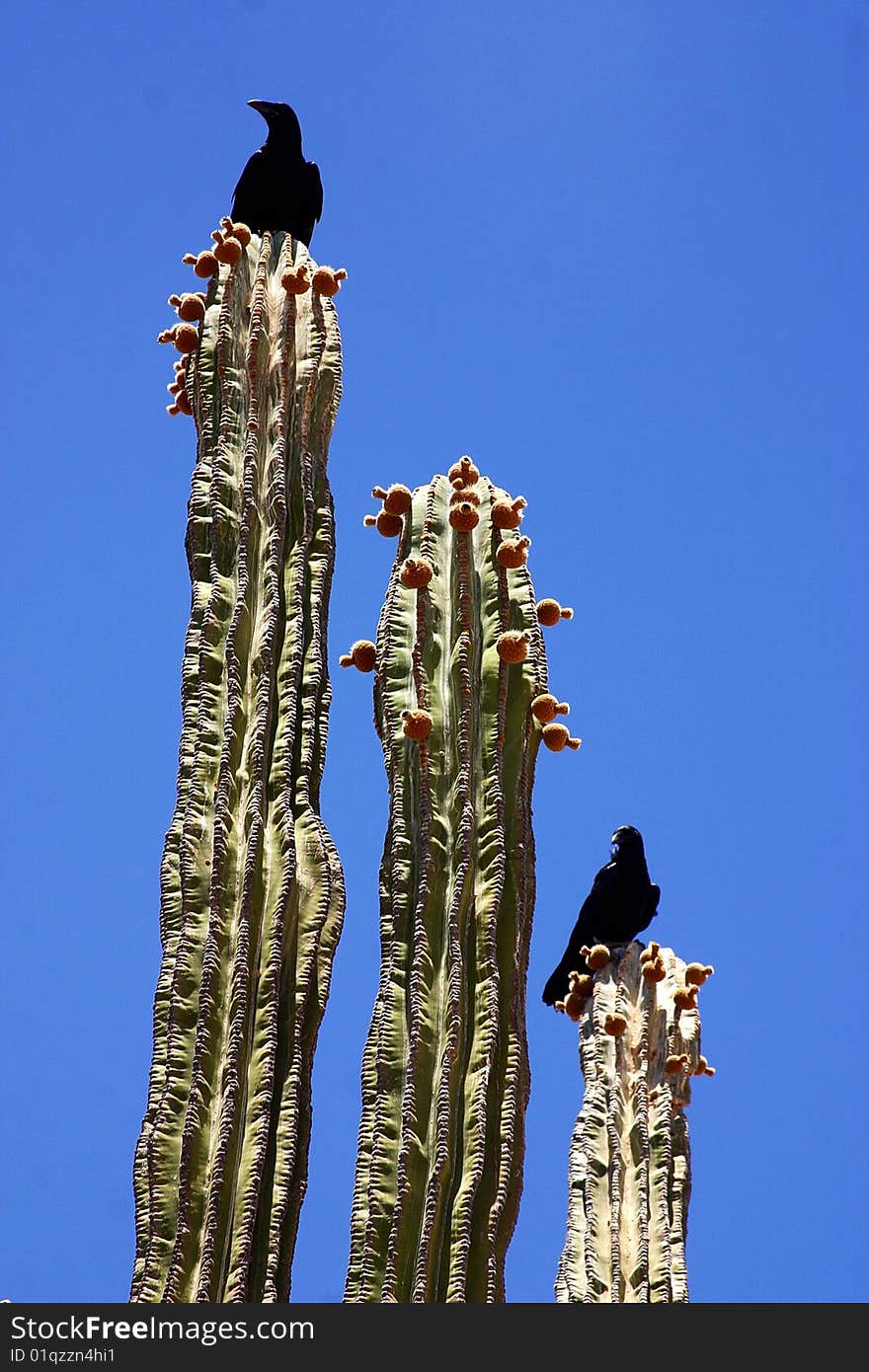 Cactus in Mexico, Latin America