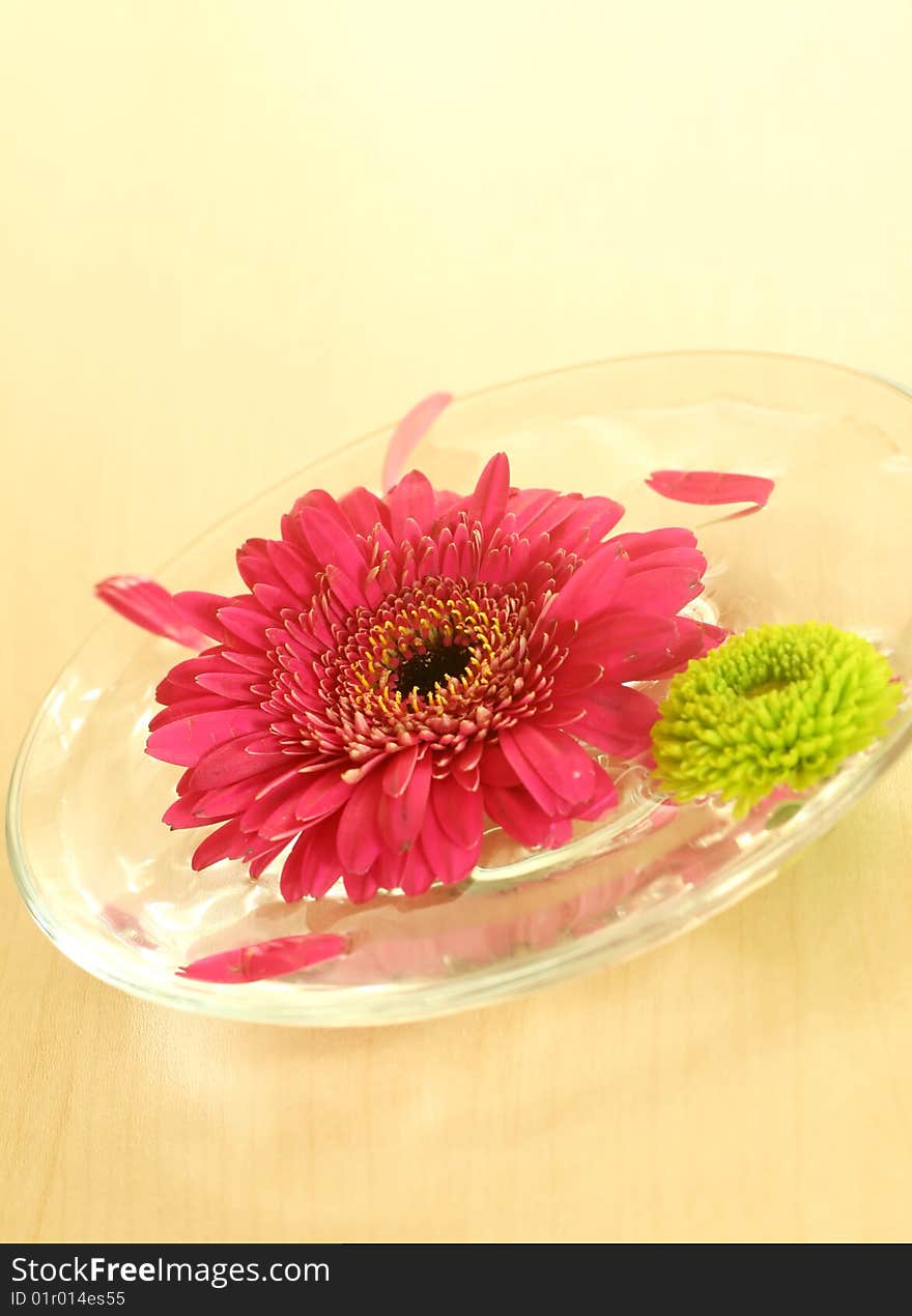 Gerber floating in bowl. spa background