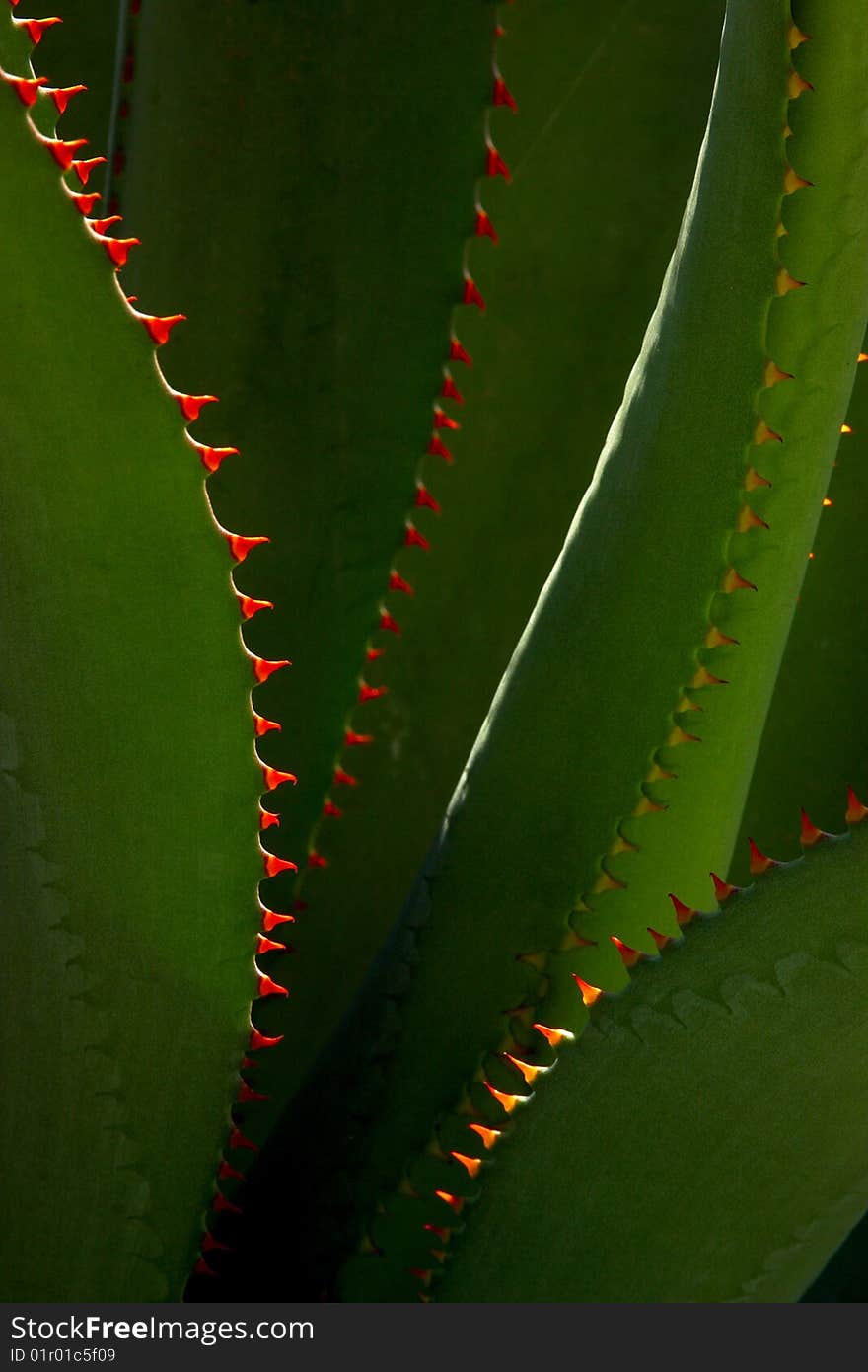 Cactus in Mexico, Latin America