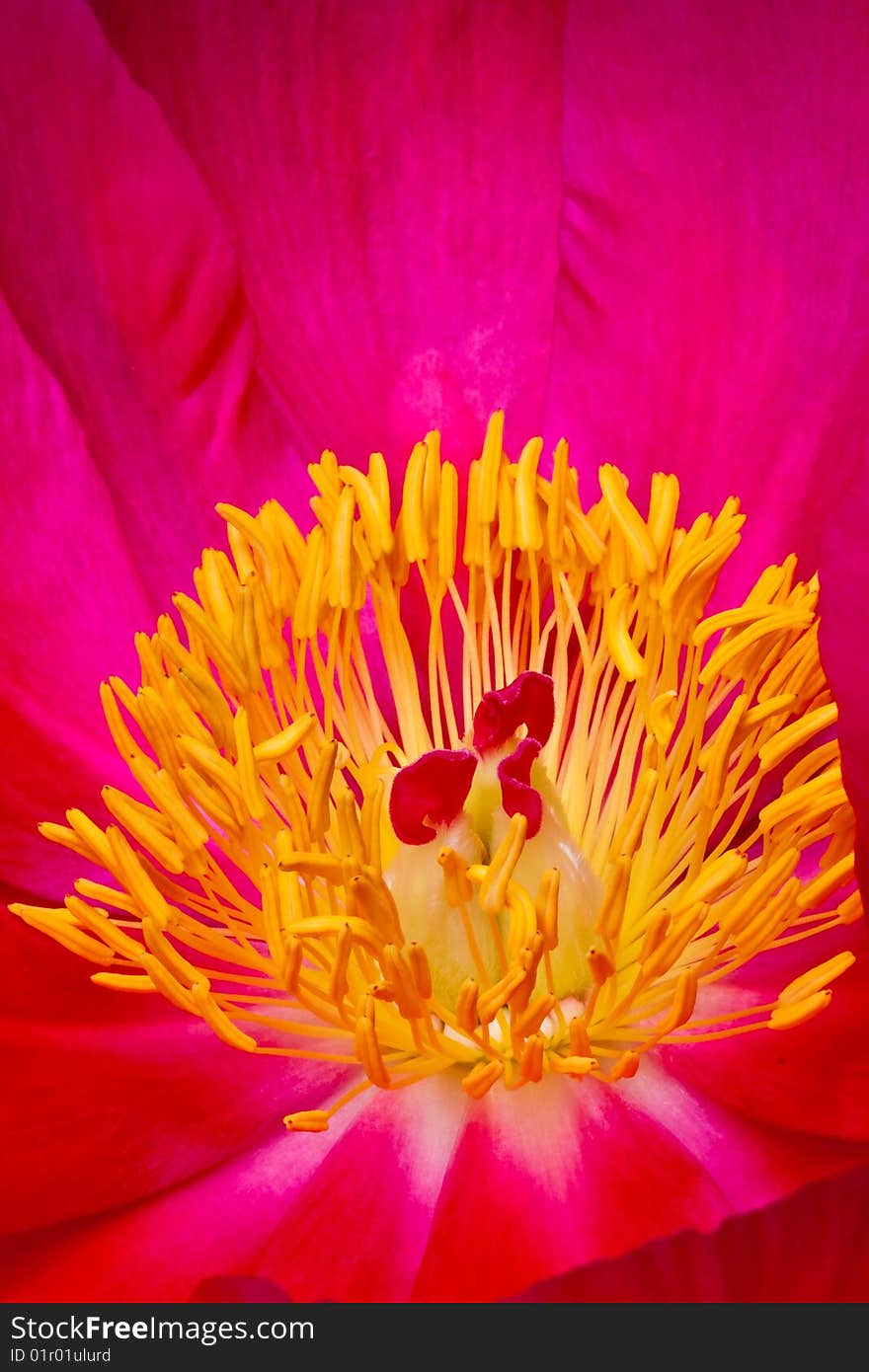 Pink and yellow anemone flower closeup of heart