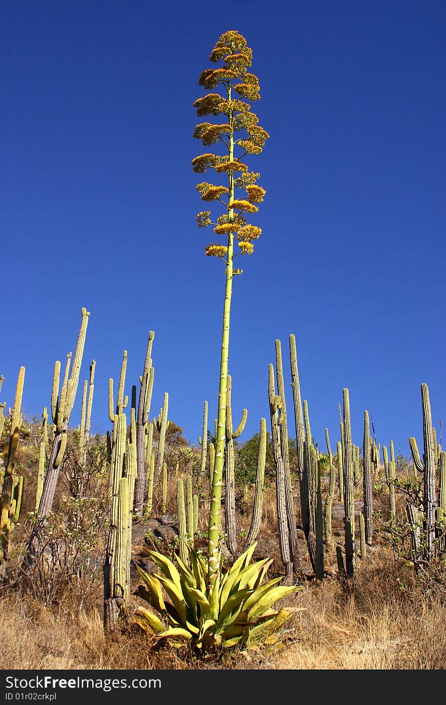 Cactus in Mexico, Latin America