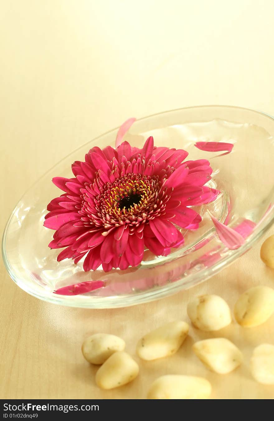 Gerber floating in bowl and stones. spa background. Gerber floating in bowl and stones. spa background