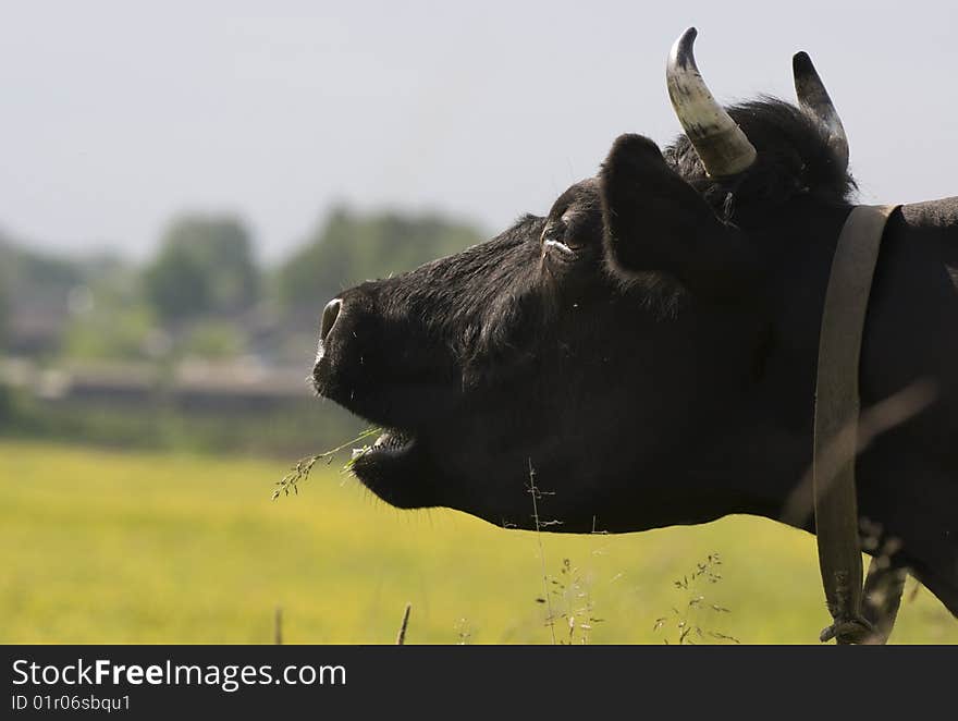 Cow on a pasture by a large plan. Cow on a pasture by a large plan.