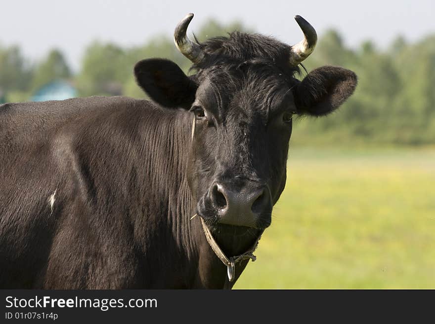 Cow on a pasture by a large plan. Cow on a pasture by a large plan.