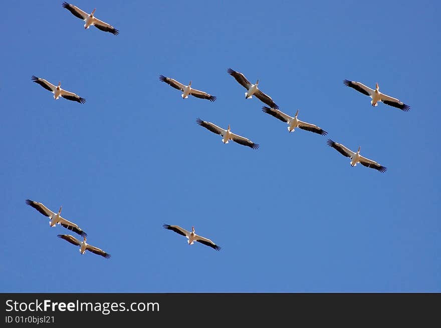 Pelicans soaring in blue sky. Pelicans soaring in blue sky