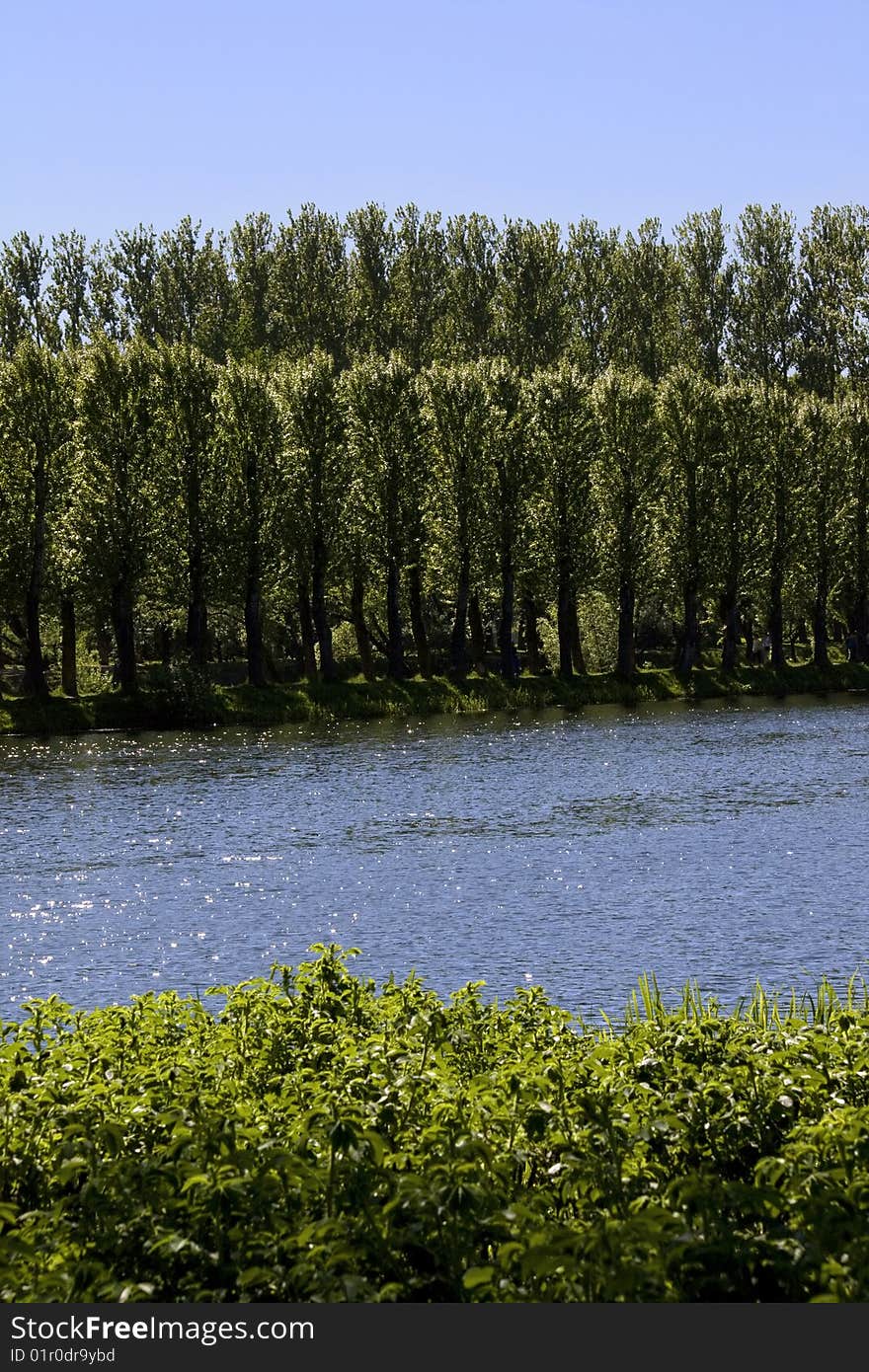 Rows of Green Trees in Park