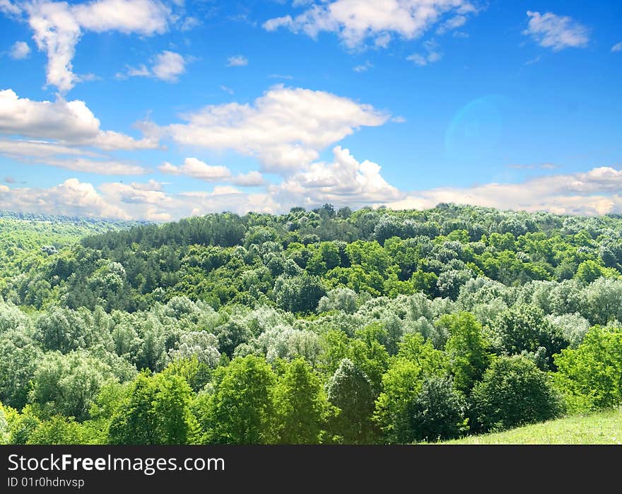 Sunlight in trees of green summer forest