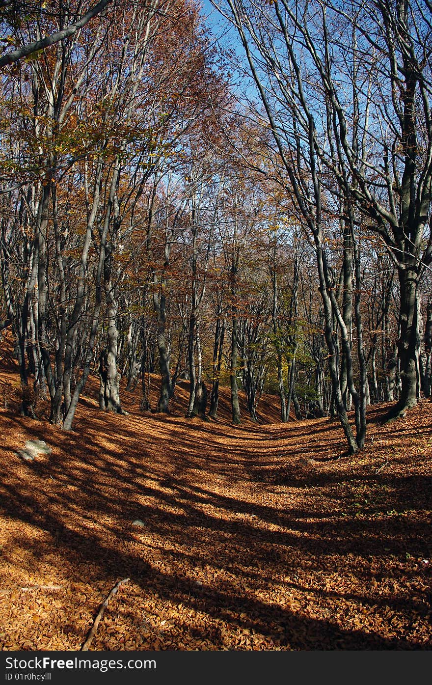 Autumnat the forest