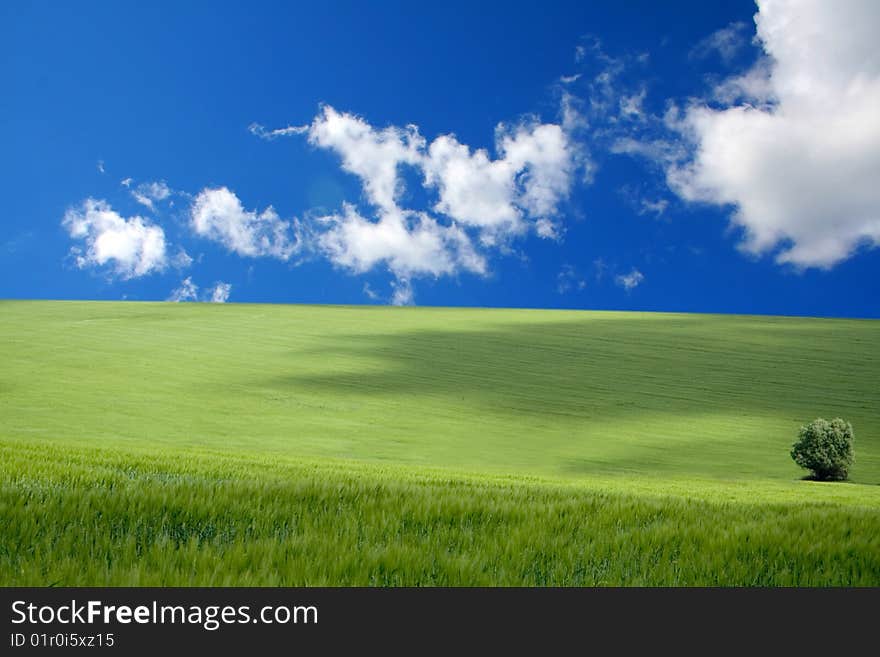 Green grass under blue sky