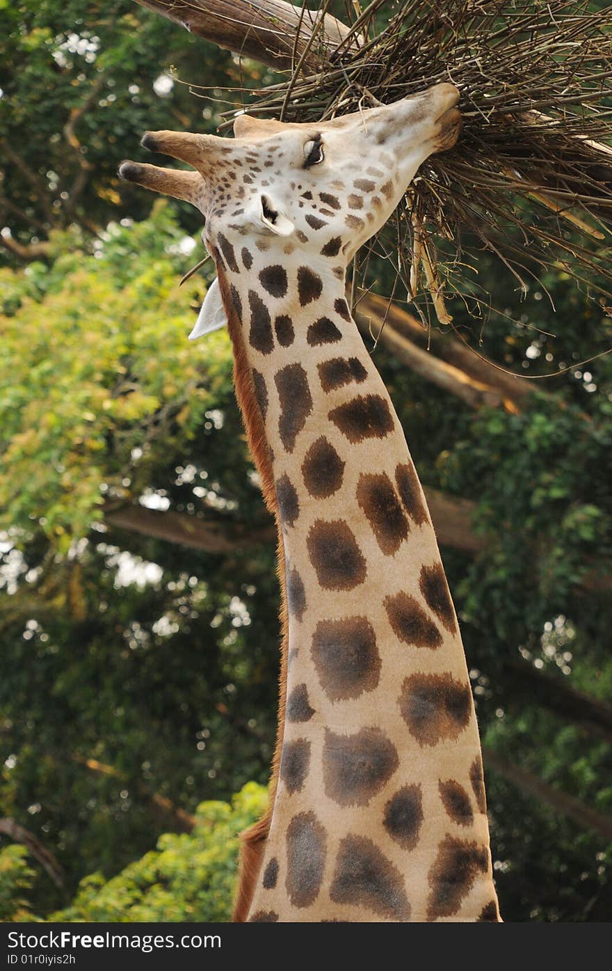 Long neck giraffe in the zoo having meal