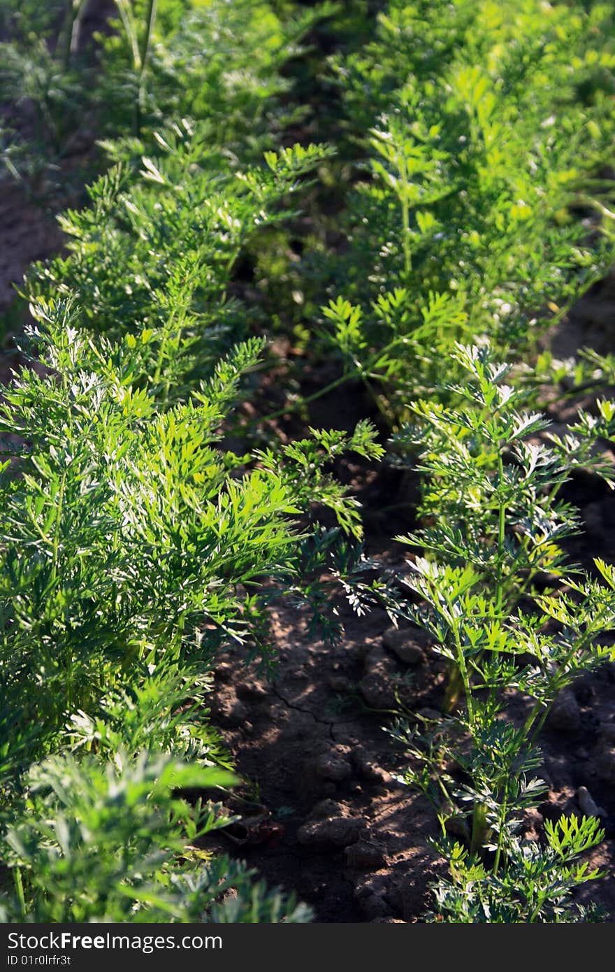 Carrot on the bed in the garden