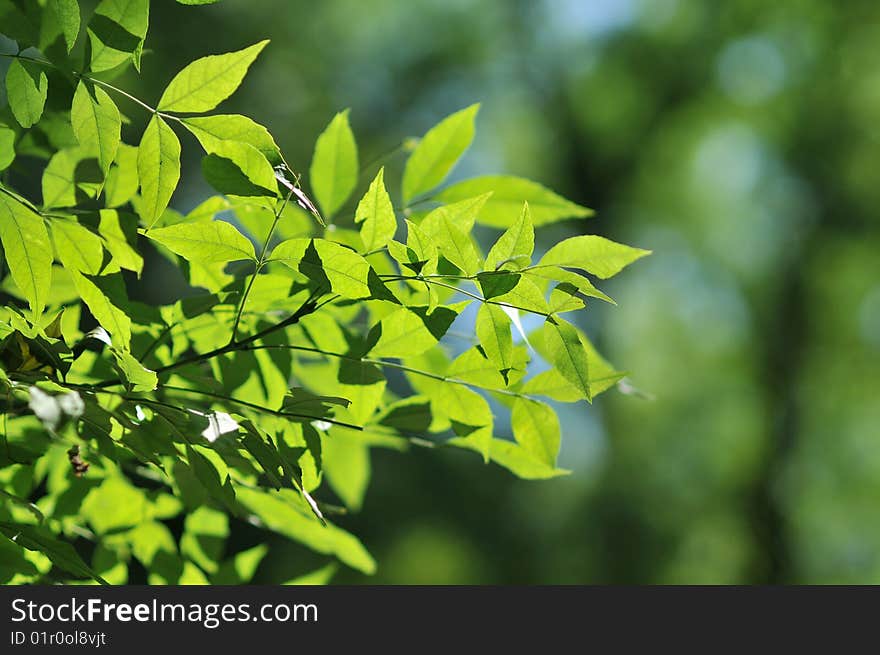 Green Leaves