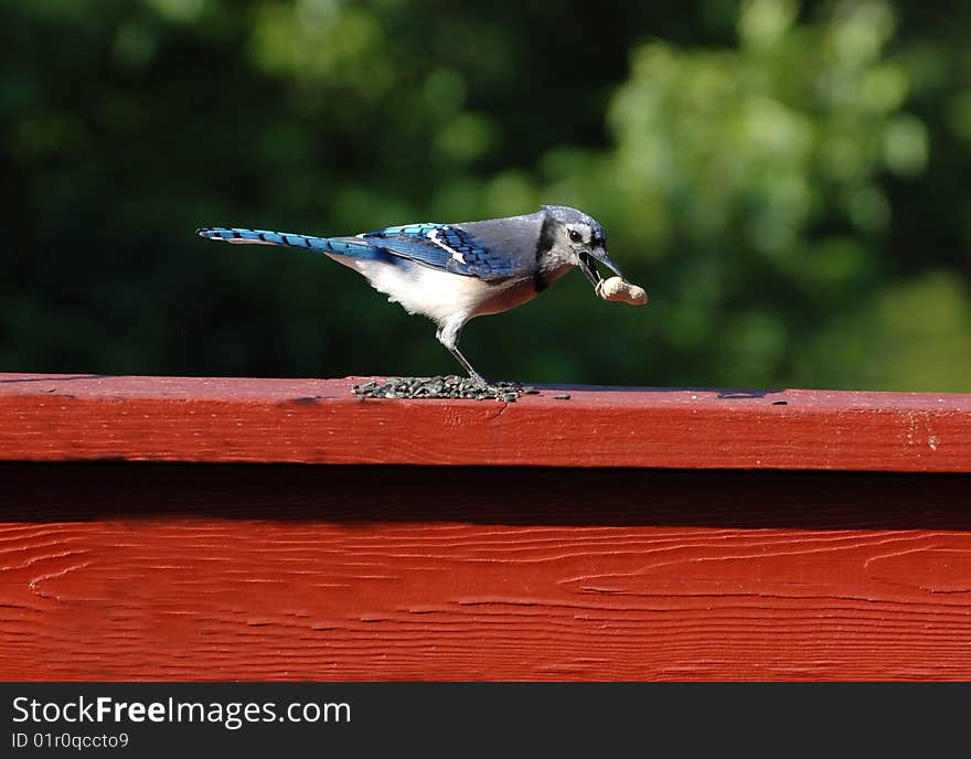 Blue jay stealing a peanut off a deck railing. Blue jay stealing a peanut off a deck railing