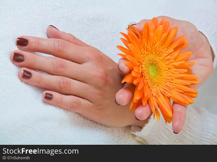 Close-up of a womans hands holding a orange gerbera. Close-up of a womans hands holding a orange gerbera.