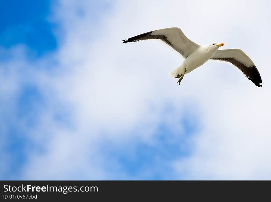 Single seagull hovering in midair.