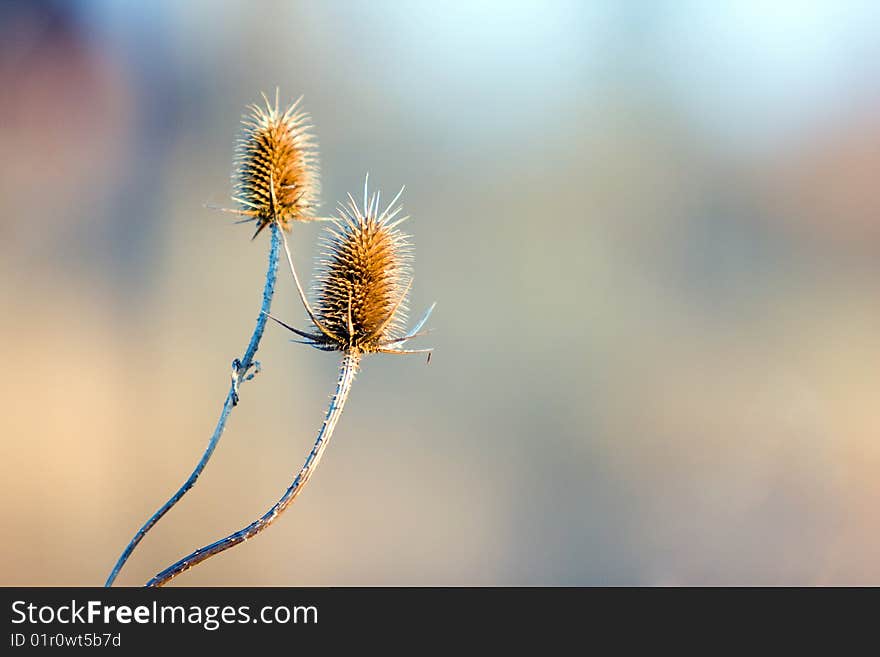 2 burdock flowers in the field