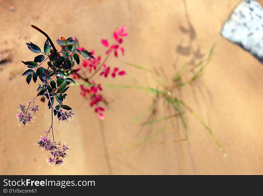 Sand and flowers