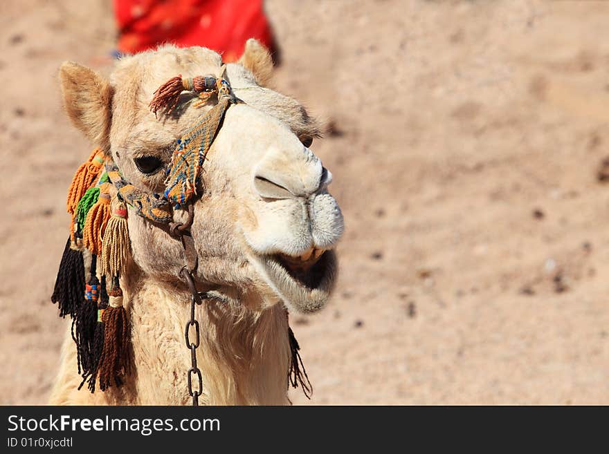 Close-up camel