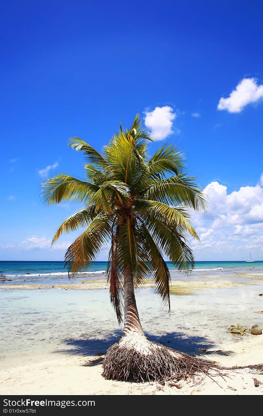 Palm Tree On Beach