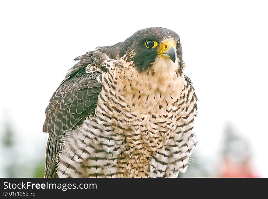 A close up portrait of a perched falcon bird.