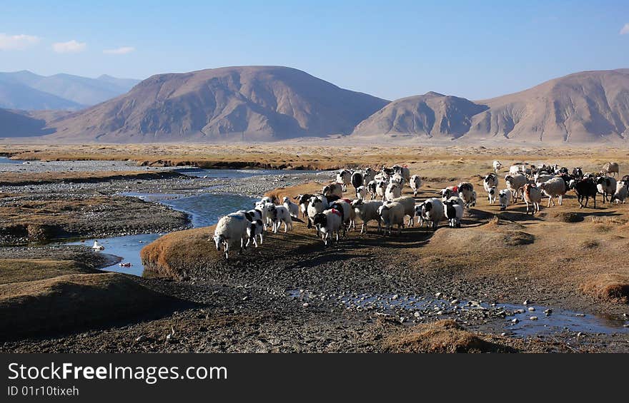 Sheep with Brook and Mountains in Tibet