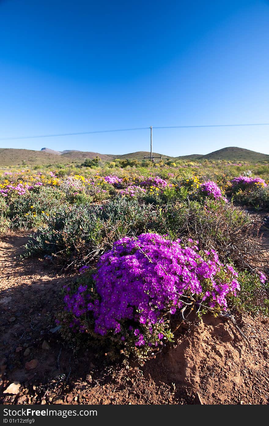 Field covered with colourful flowers and a phone line in the background. Field covered with colourful flowers and a phone line in the background