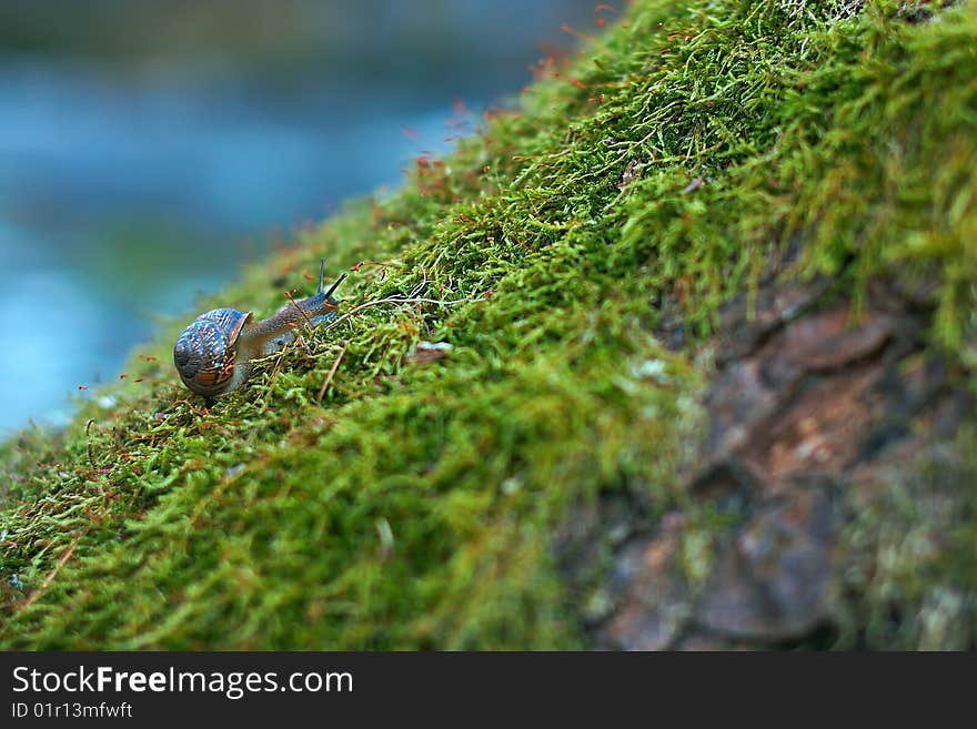 Snail on the green moss