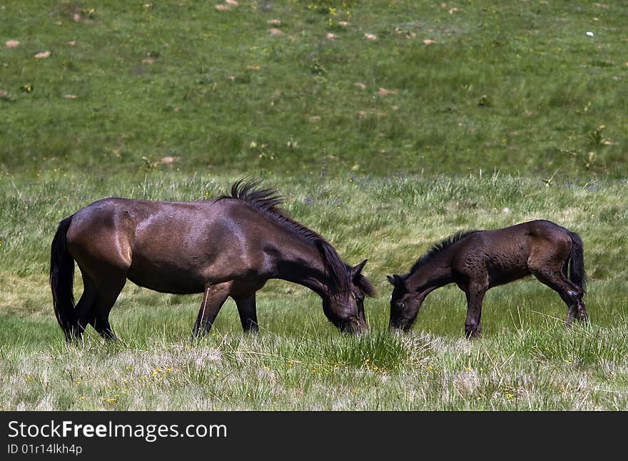 Mare and foal, grazing at the Bistra plato in Macedonia