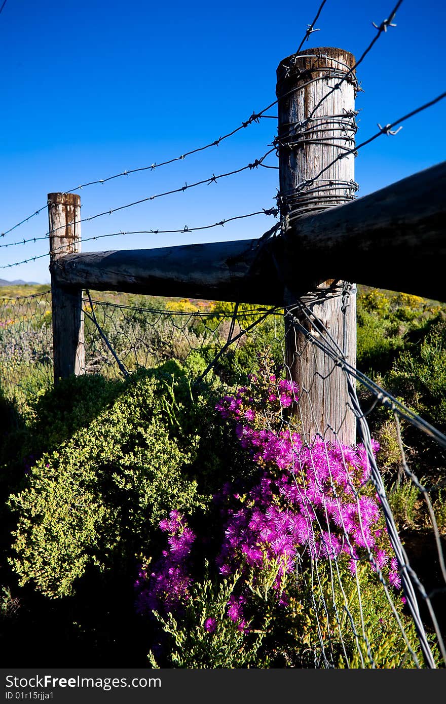 Barbed fence with colourful purple flowers in the forground. Barbed fence with colourful purple flowers in the forground.