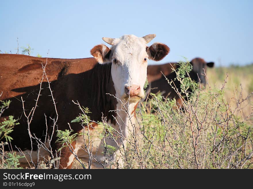 Cows in the desert