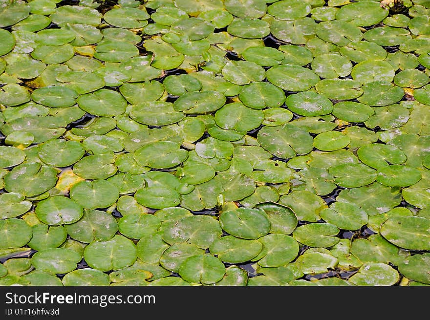 Many Layers of water lily pads in a lake. Many Layers of water lily pads in a lake