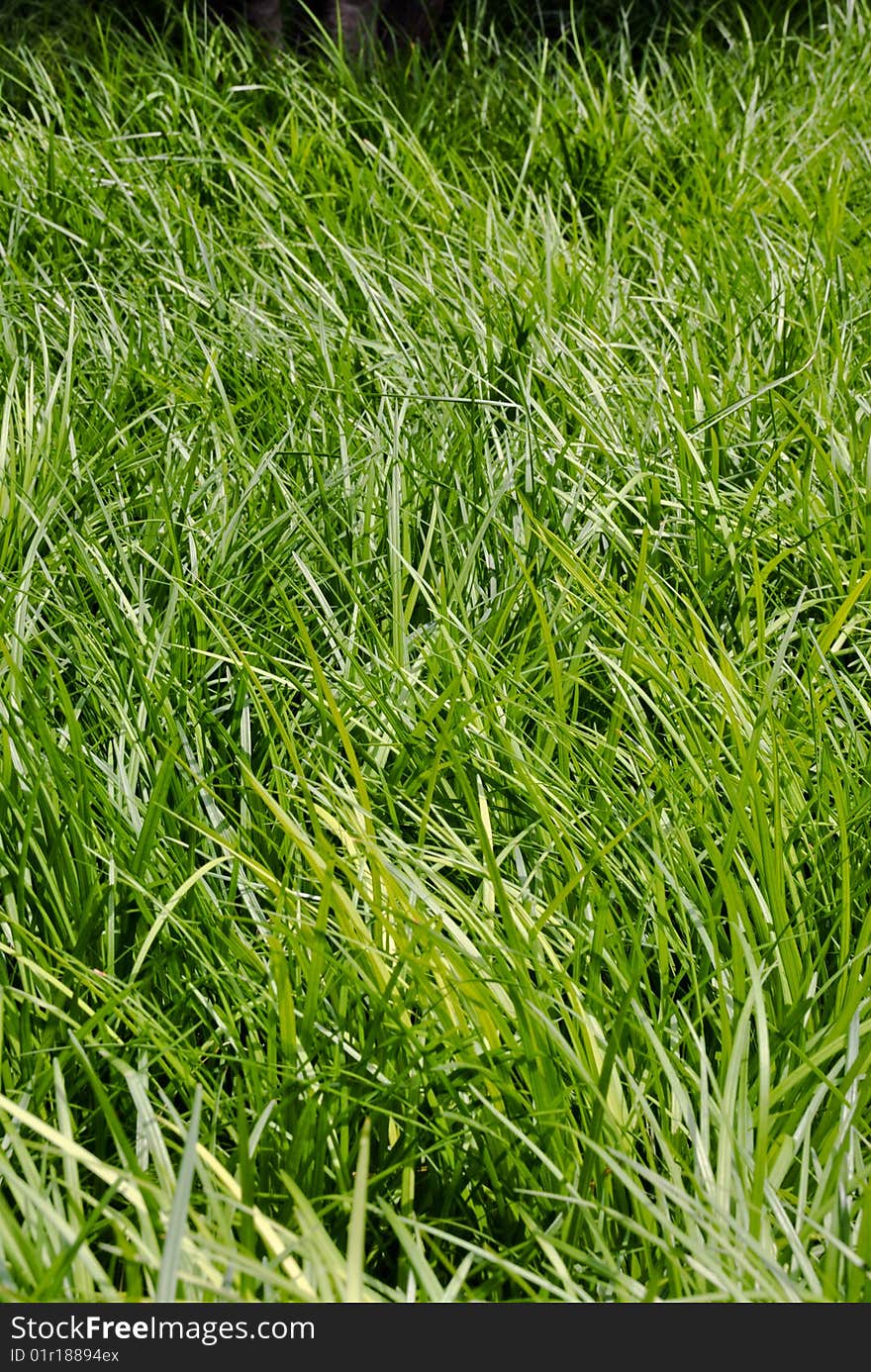 Long messy grass in a field. Long messy grass in a field