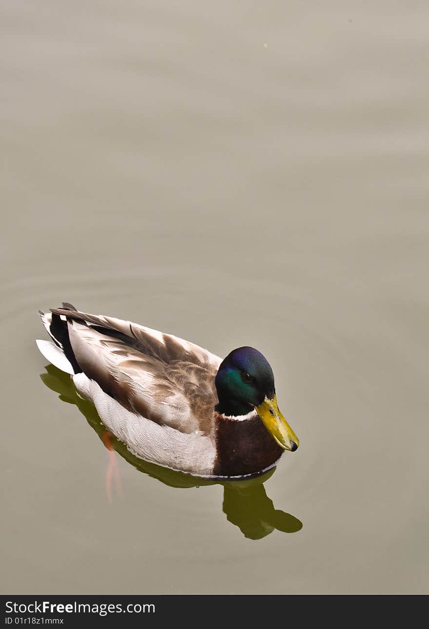 Malllard Duck floating on water