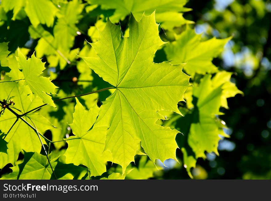 Photography of spring green leaves