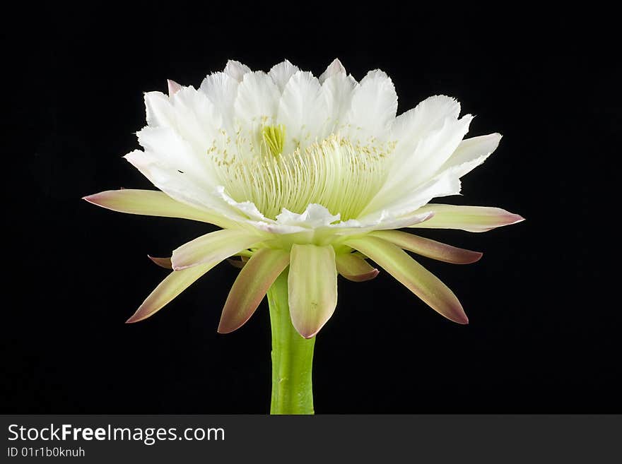 Echinopsis flower