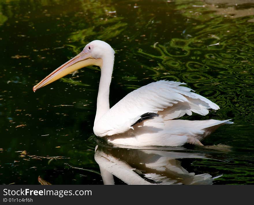 Pelican