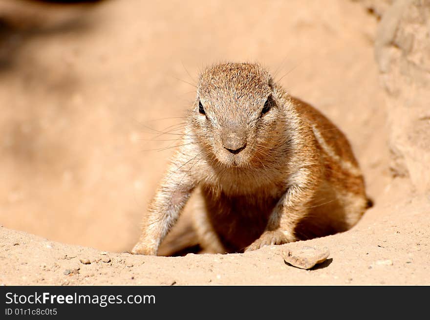 Prairie dog emerging from it's den