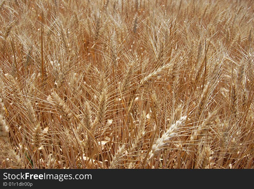 Golden Wheat Fields