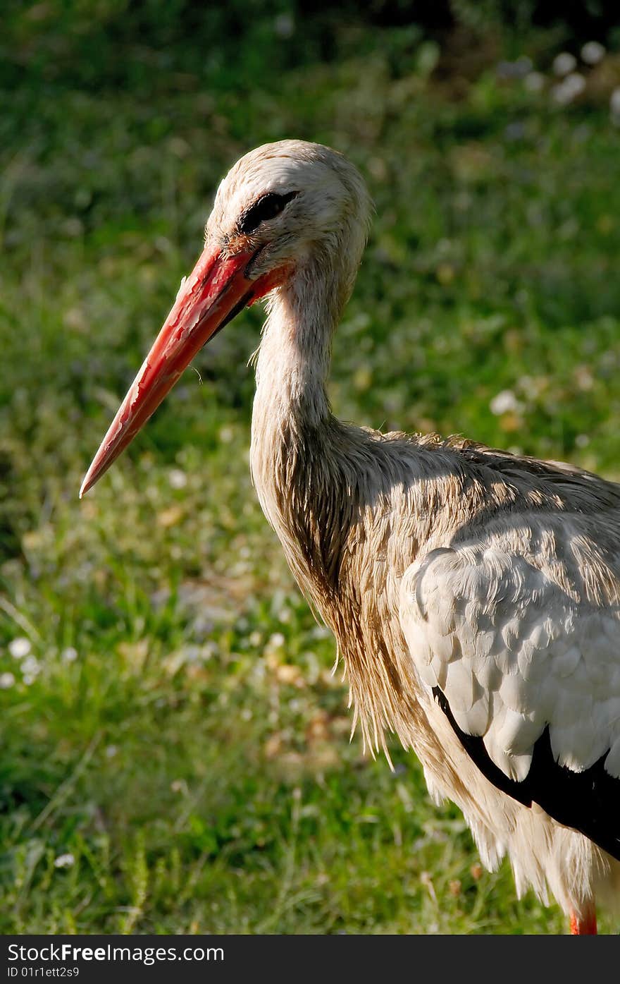 Stork