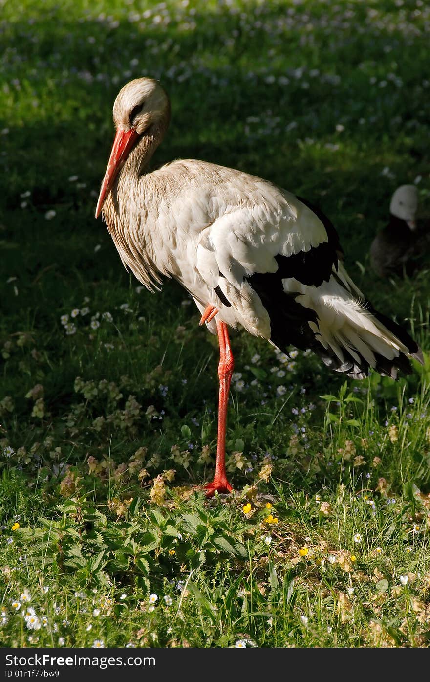 Stork