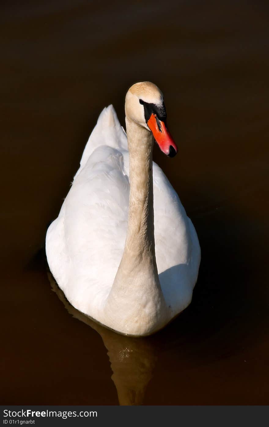 Swan